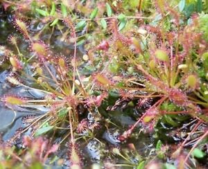 Dried  Drosera Sundew 